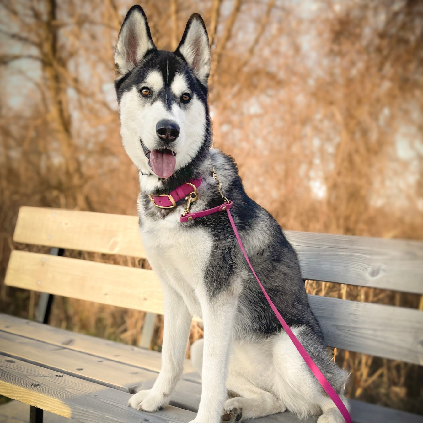 Wanderlust Pup Co Bitothane leash and collar handmade in canada with canadian sourced materials