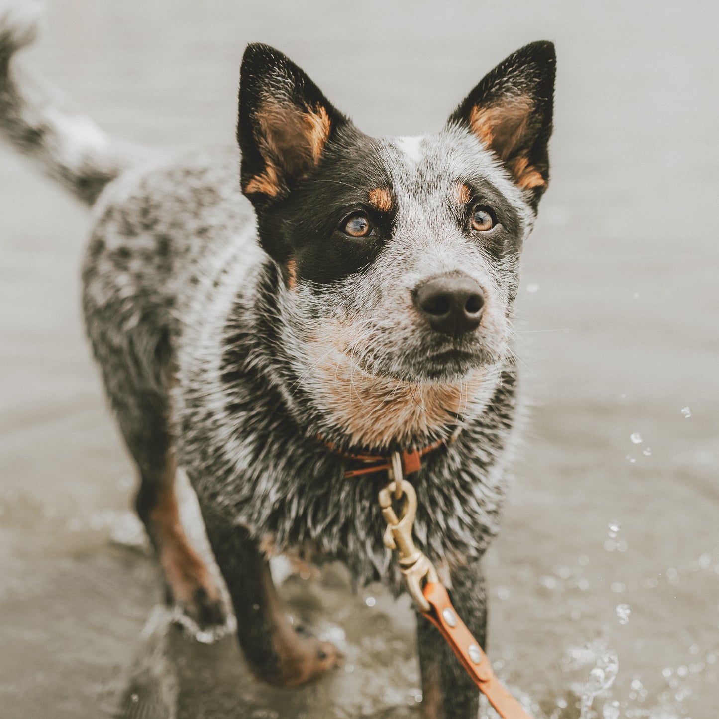 Wanderlust Pup Co. Biothane dog leash. Handmade in British Columbia, Canada. Waterproof and odourproof dog collar and leash