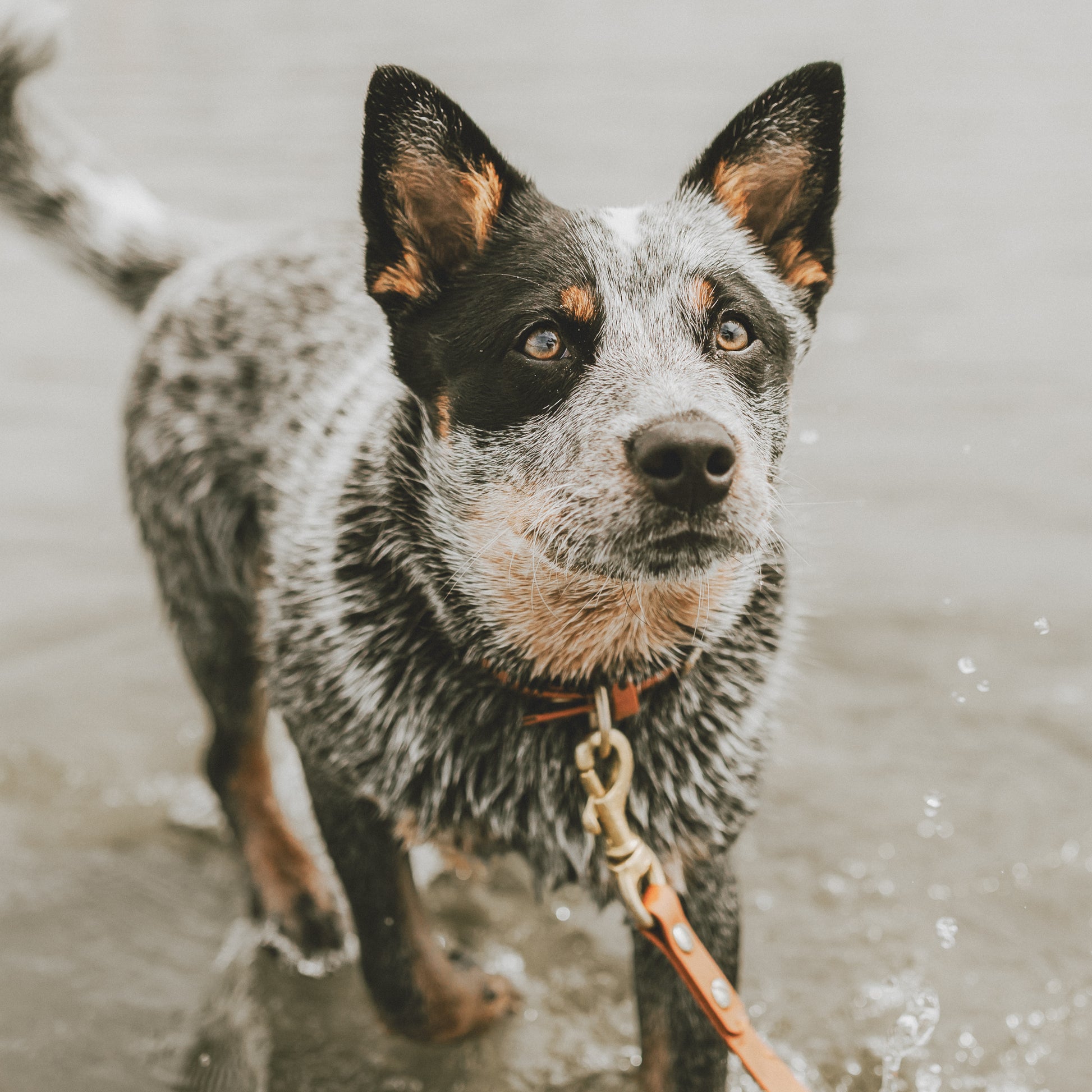 Wanderlust Pup Co. Biothane dog leash. Handmade in British Columbia, Canada. Waterproof and odourproof dog collar and leash