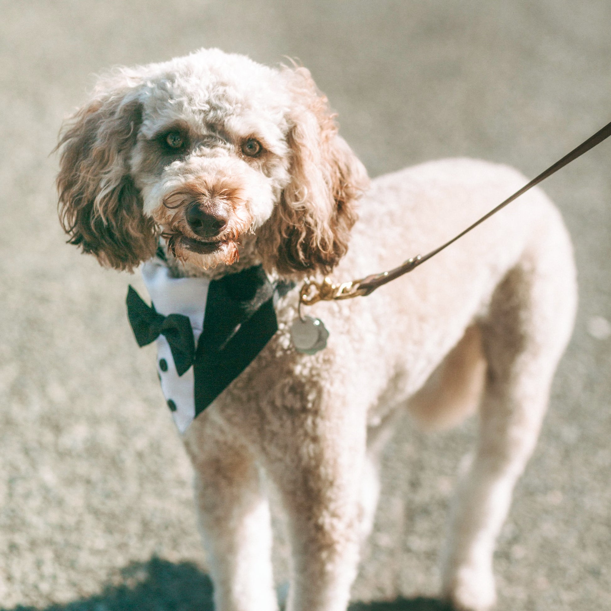 Wanderlust Pup Co. Biothane dog leash. Handmade in British Columbia, Canada. Waterproof and odourproof dog collar and leash