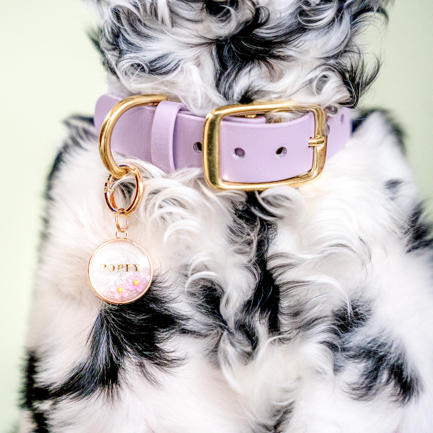 Classic Biothane Dog Collar