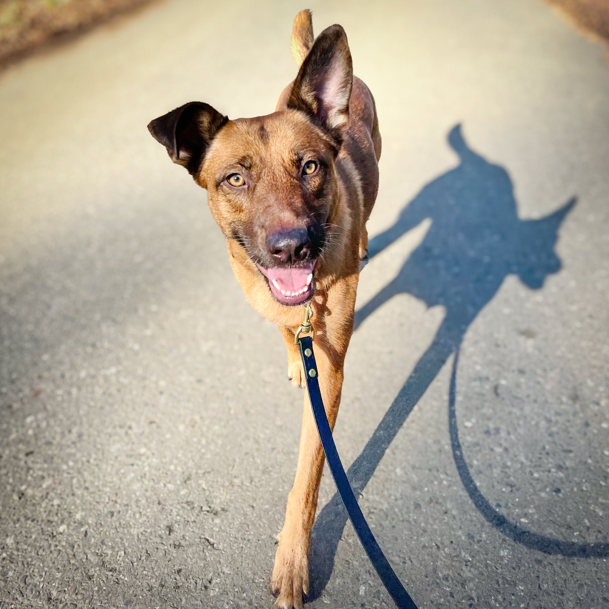 Wanderlust Pup Co. Biothane dog leash. Handmade in British Columbia, Canada. Waterproof and odourproof dog collar and leash