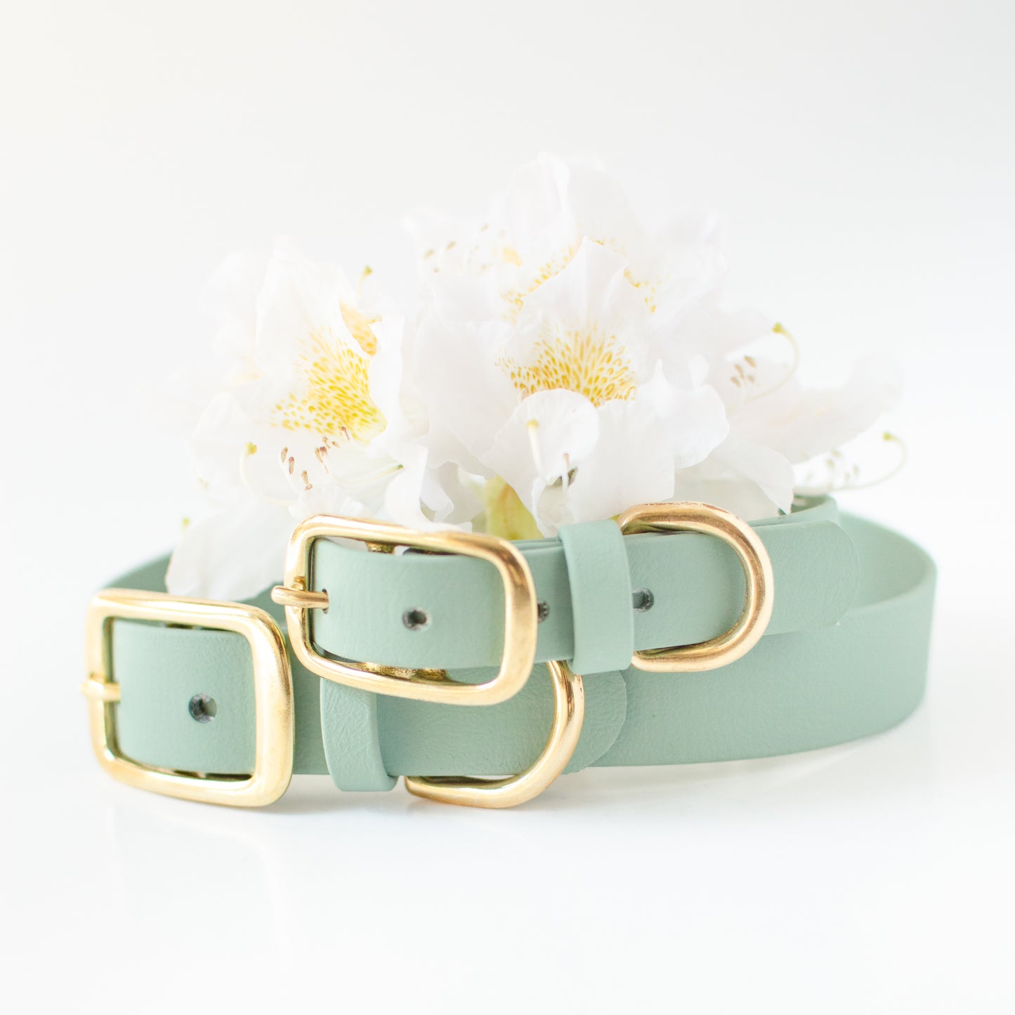 Wanderlust Pup Co. biothane dog collars are waterproof, odour-resistant, and ready for a walk in the city, hike in the woods, or a day at the beach. Made of Biothane with solid brass hardware. Handmade British Columbia, Canada