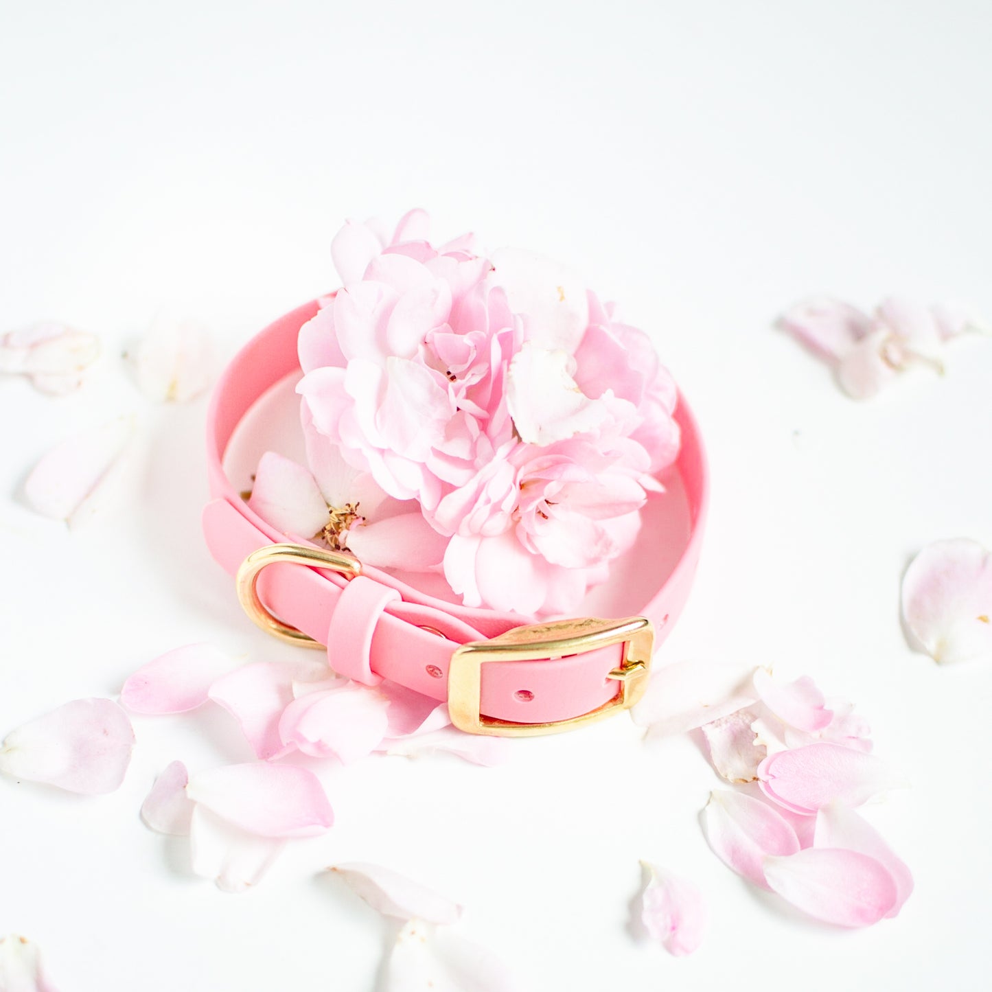 Wanderlust Pup Co. biothane dog collars are waterproof, odour-resistant, and ready for a walk in the city, hike in the woods, or a day at the beach. Made of Biothane with solid brass hardware. Handmade British Columbia, Canada