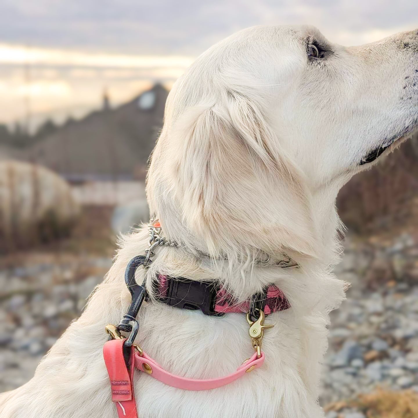 Biothane Dog Safety Strap