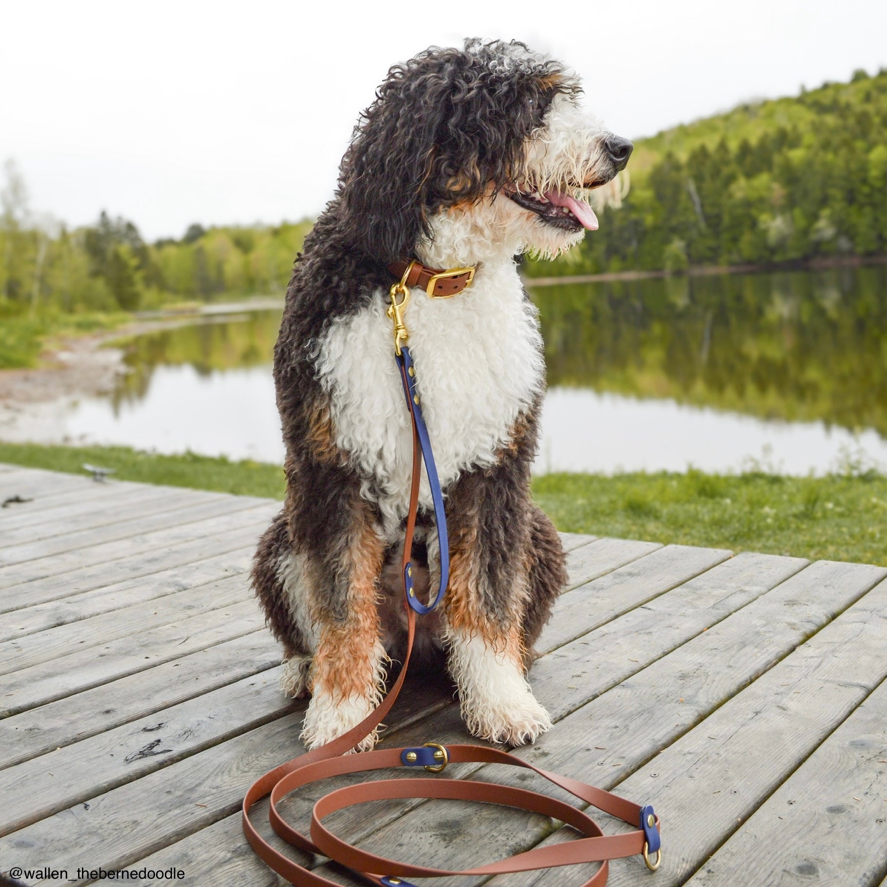 Wallen the bernedoodle modelling wanderlust pup co biothane waterproof handsfree dog leash. Made in Canada.