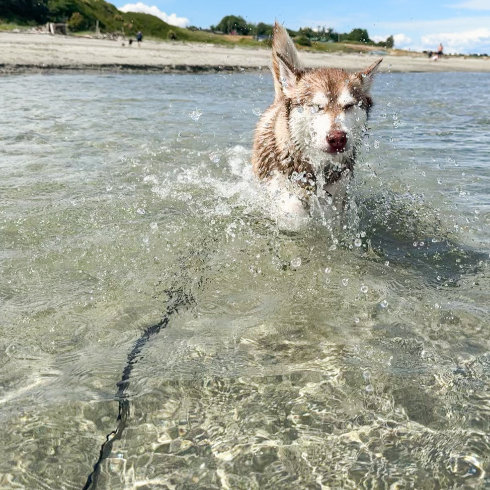 Wanderlust Pup Co biothane longline waterproof dog training leash