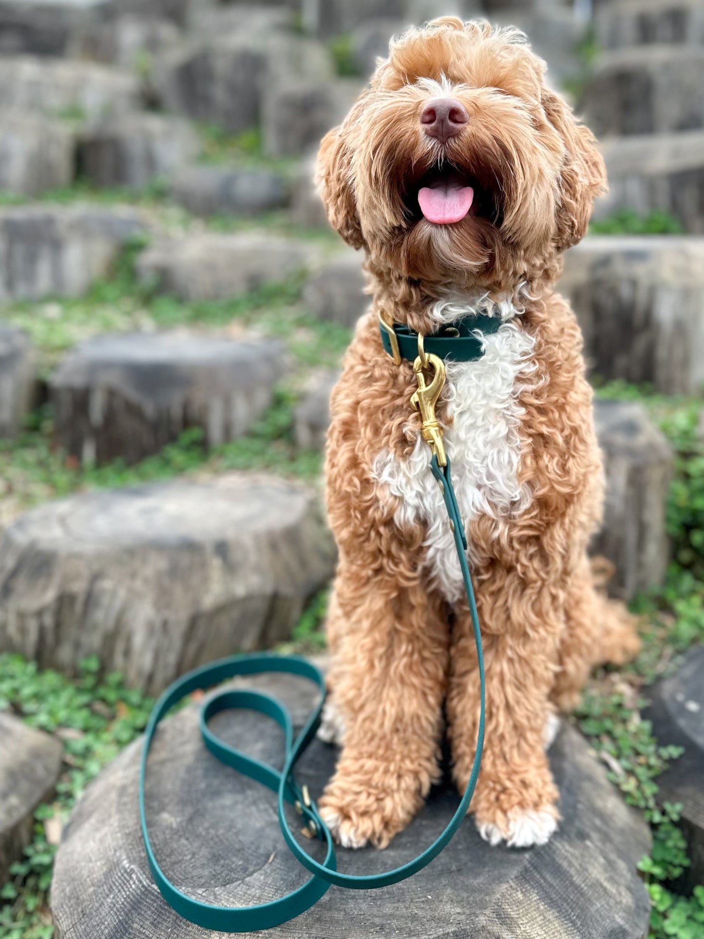 Wanderlust Pup Co. biothane dog leash is waterproof, odour-resistant, and ready for a walk in the city, hike in the woods, or a day at the beach. Made of Biothane with solid brass hardware. Handmade British Columbia, Canada