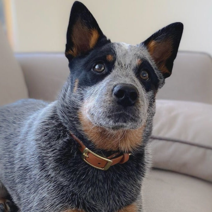 Wanderlust Pup Co. biothane dog collars are waterproof, odour-resistant, and ready for a walk in the city, hike in the woods, or a day at the beach. Made of Biothane with solid brass hardware. Handmade in Halifax, Nova Scotia, Canada.