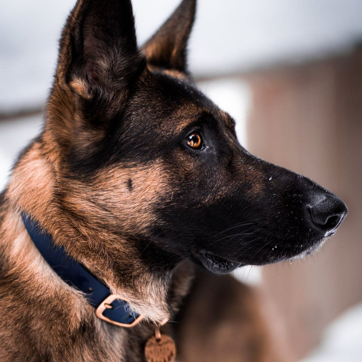 Wanderlust Pup Co. biothane dog collars are waterproof, odour-resistant, and ready for a walk in the city, hike in the woods, or a day at the beach. Made of Biothane with solid brass hardware. Handmade in Halifax, Nova Scotia, Canada.