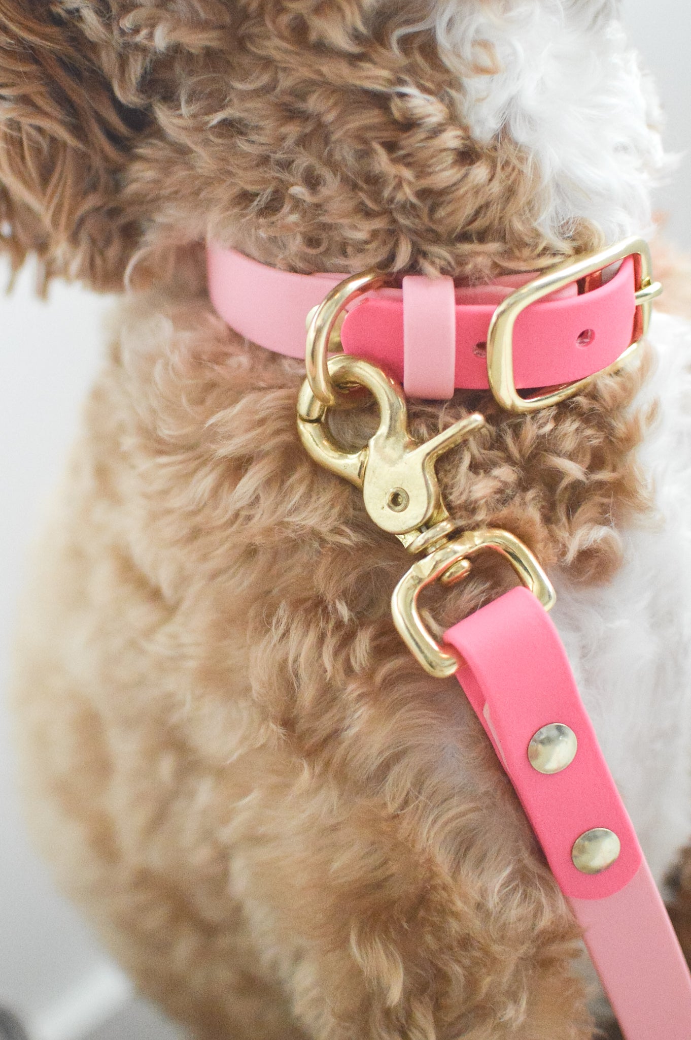 Poodle collars hot sale and leads