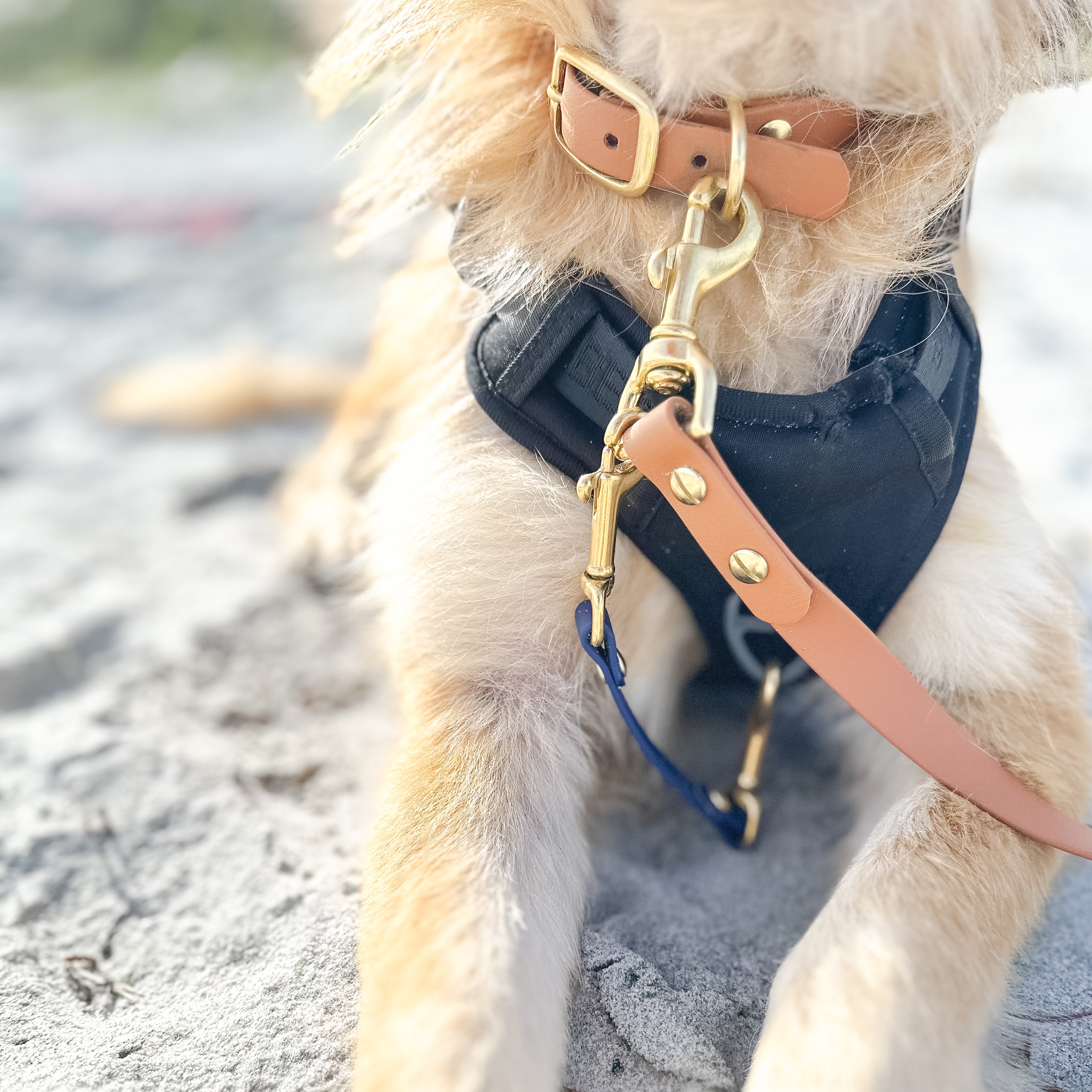 Biothane Dog Safety Strap Wanderlust Pup Co