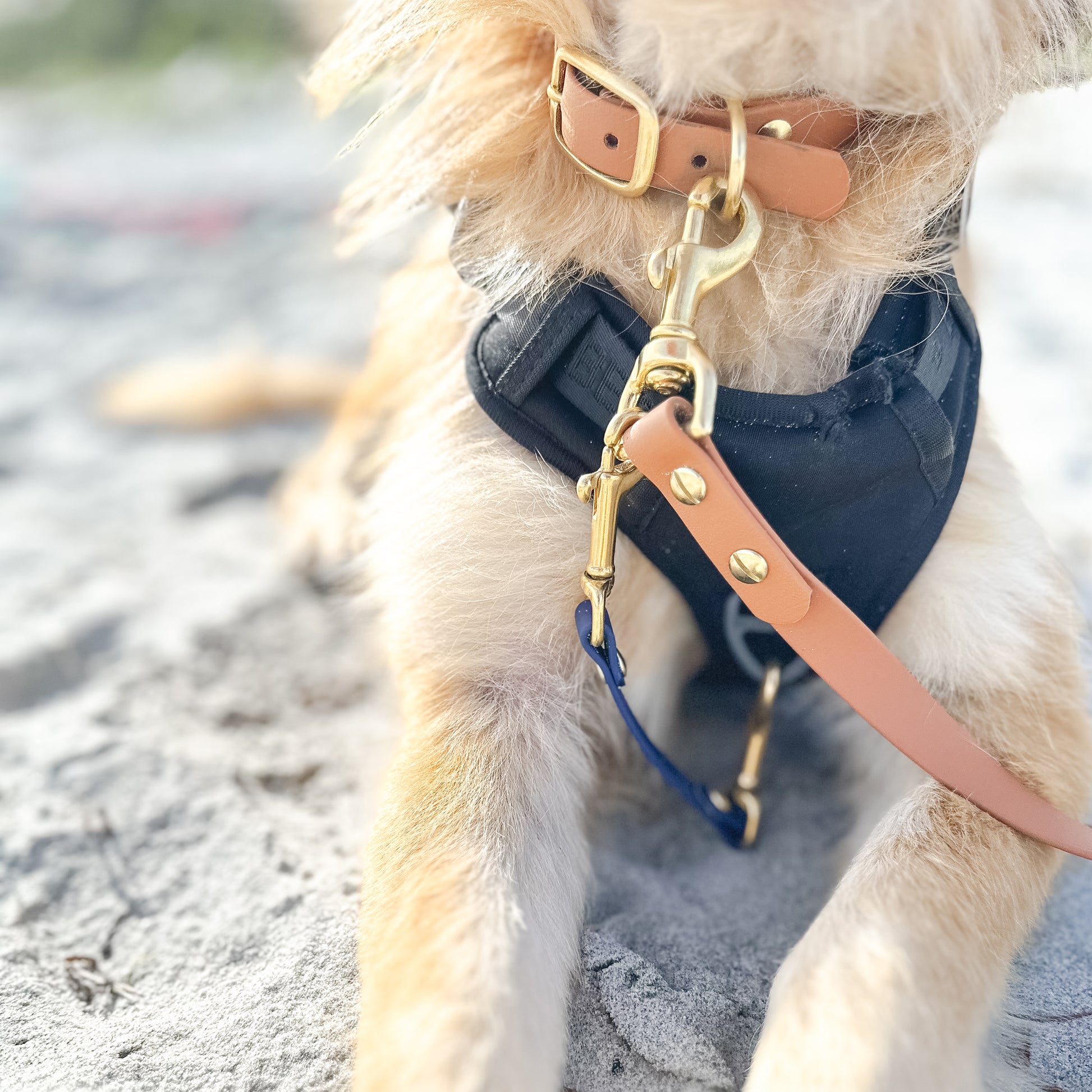 Wanderlust Pup Co. Biothane Dog Collar Safety Strap. Handmade in British Columbia, Canada.