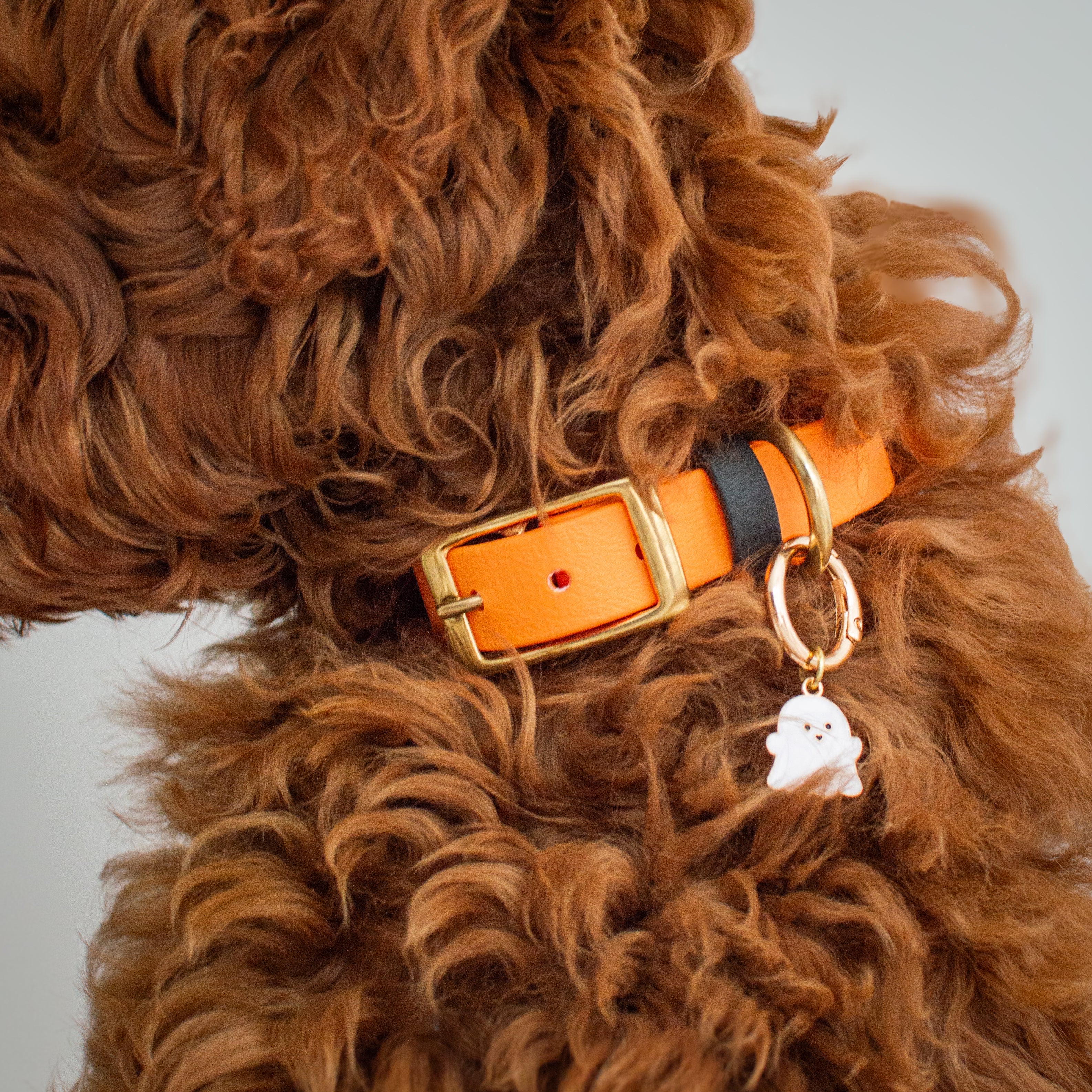 Halloween Dog Collar Charm Wanderlust Pup Co