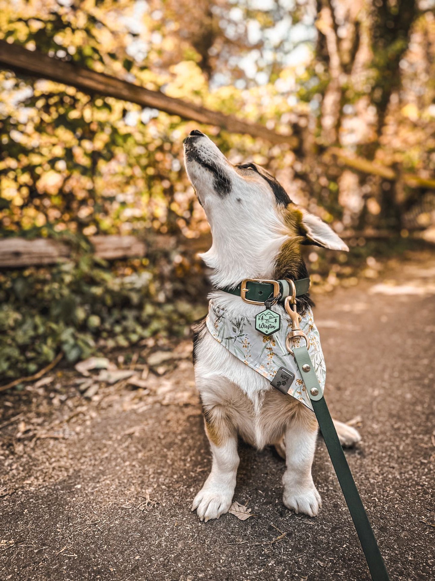 Two-Tone Biothane Dog Leash