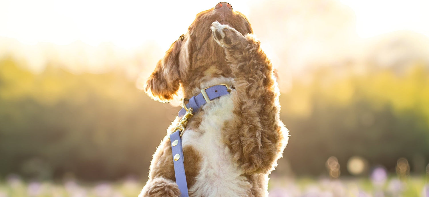 Wanderlust Pup Co. Biothane dog leash. Handmade in British Columbia, Canada. Waterproof and odourproof dog collar and leash