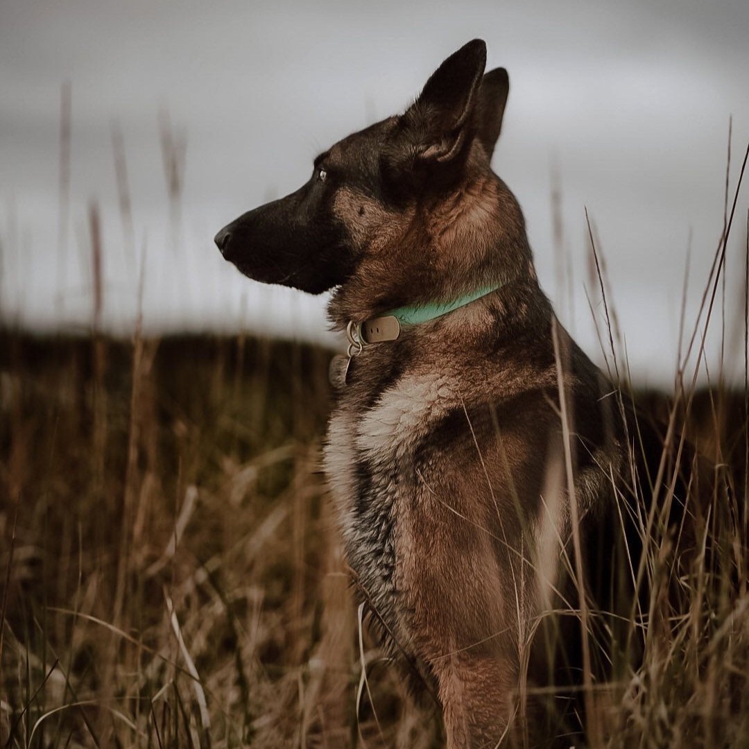 Biothane dog collar waterproof handmade in canada 