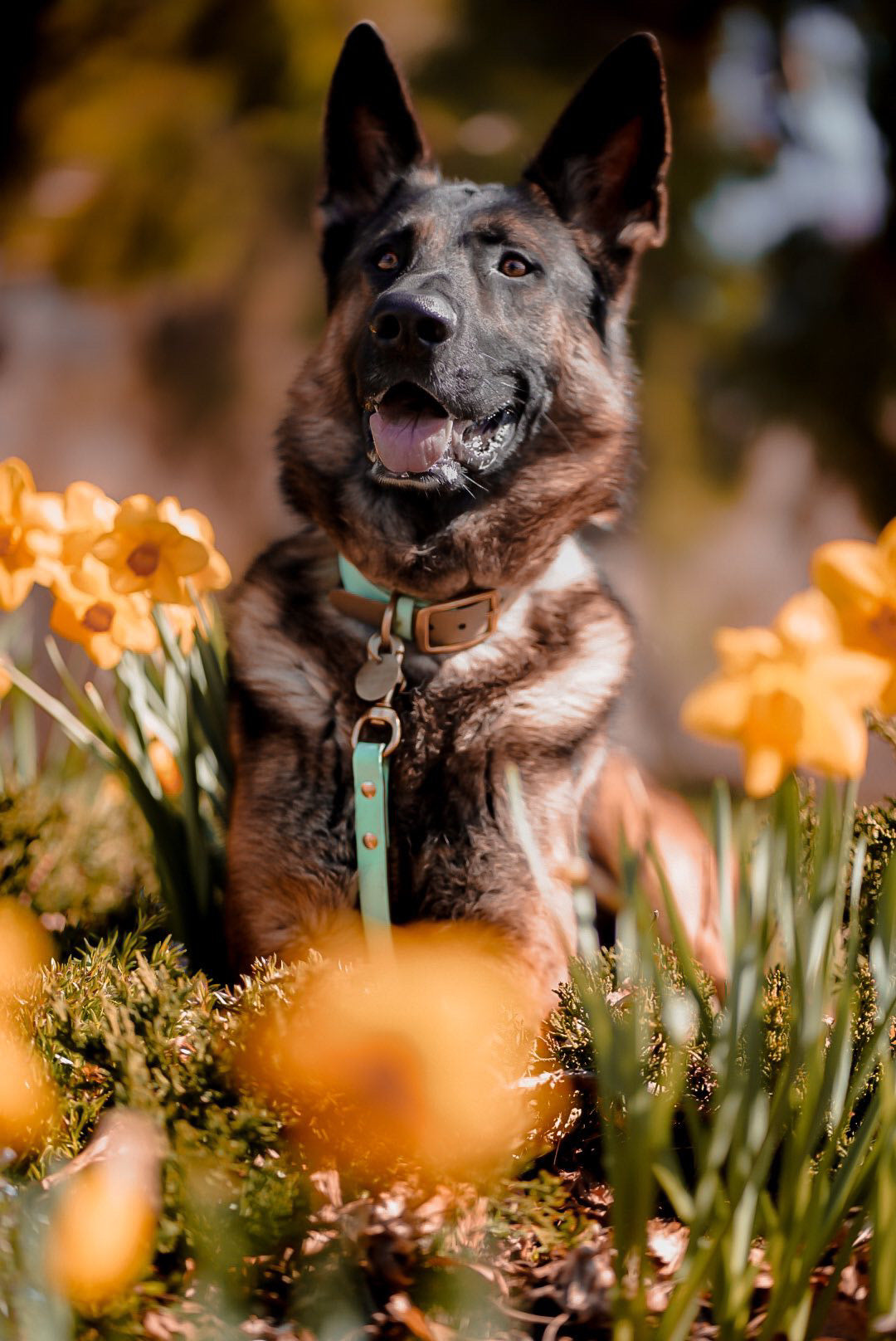 Two-Tone Biothane Dog Leash