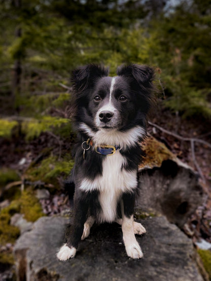 Wanderlust Pup Co. biothane dog collars are waterproof, odour-resistant, and ready for a walk in the city, hike in the woods, or a day at the beach. Made of Biothane with solid brass hardware. Handmade in Halifax, Nova Scotia, Canada.