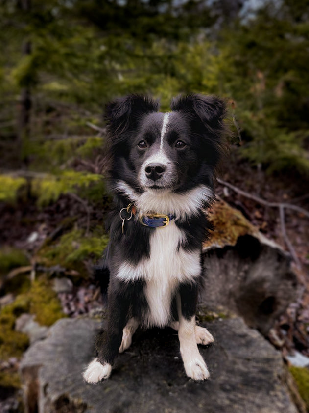 Two-Tone Biothane Dog Collar