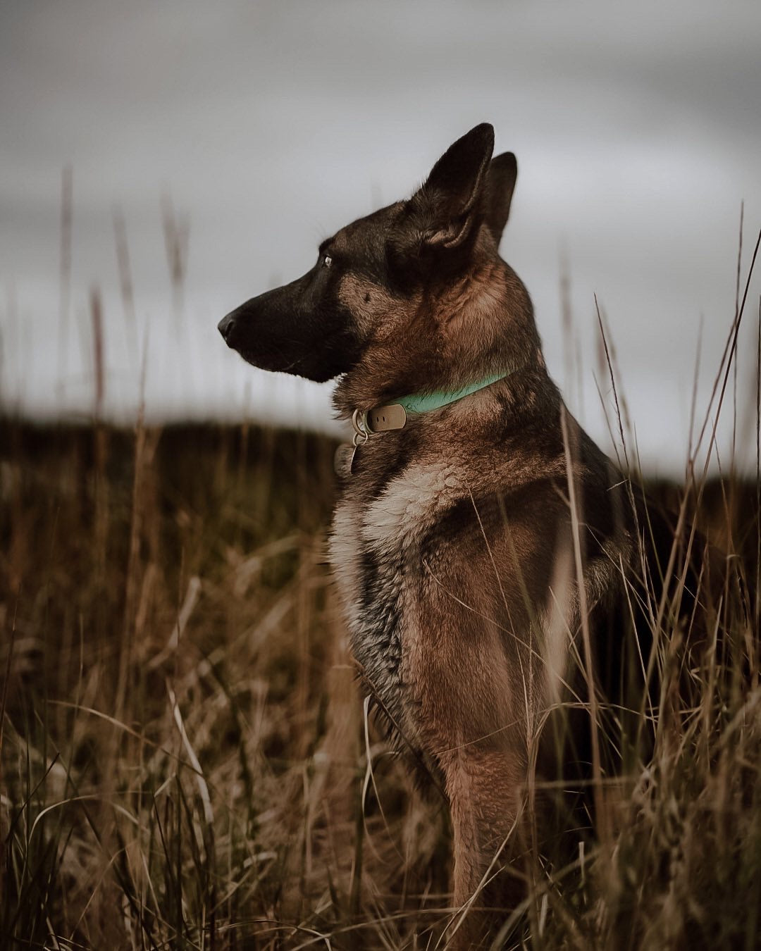 Two-Tone Biothane Dog Collar