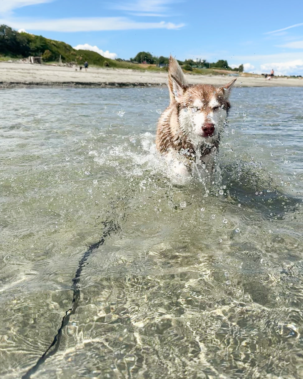 Wanderlust Pup Co biothane longline waterproof dog training leash